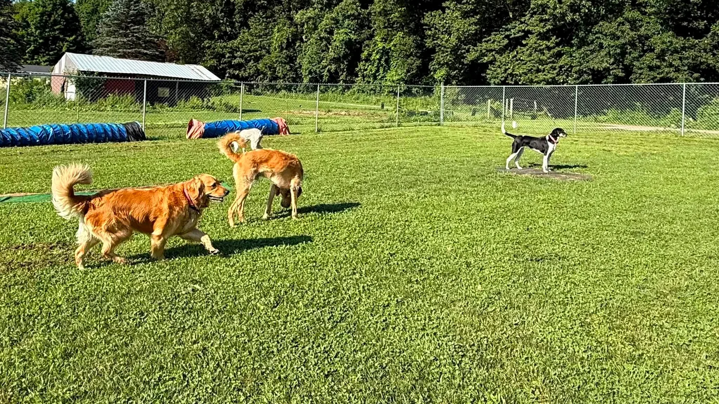 The wide fenced grass play yard at Waggin' Tails with dogs playing near the building
