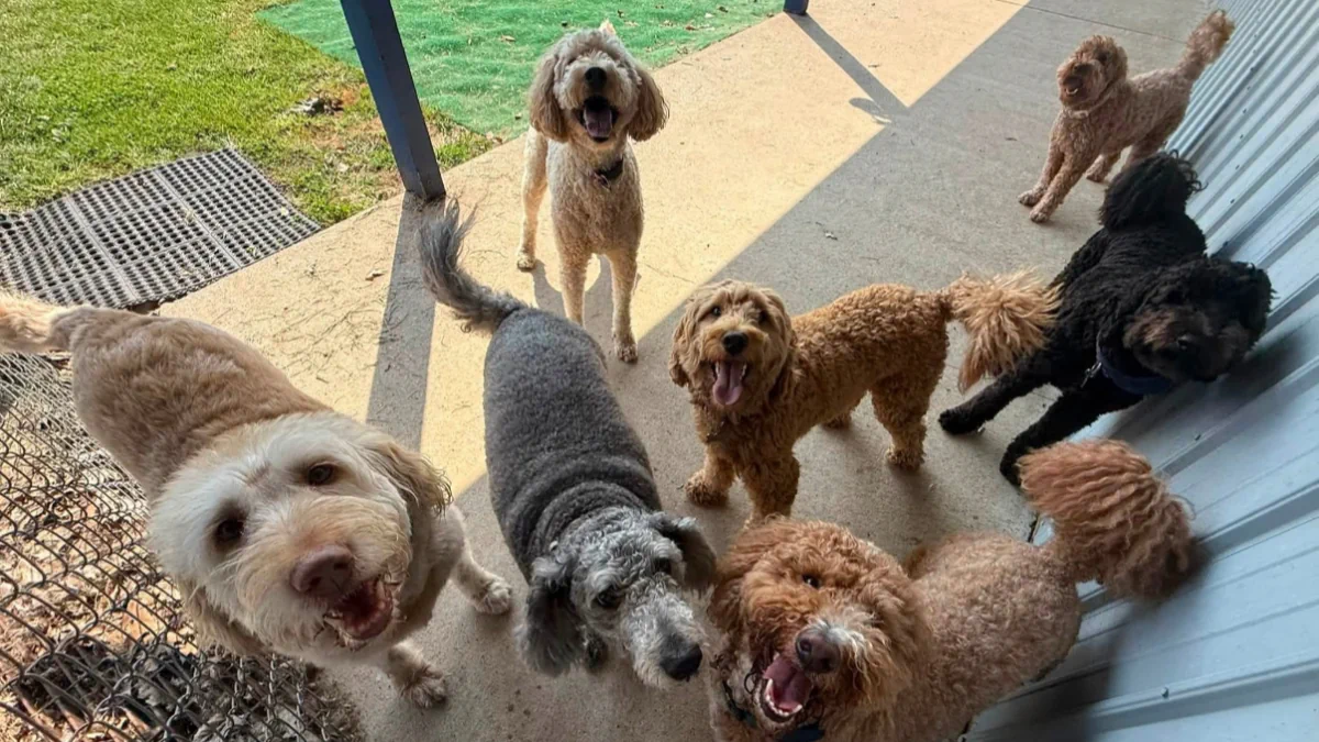 A happy group of Waggin' Tails dogs gathering beside the play-yard building
