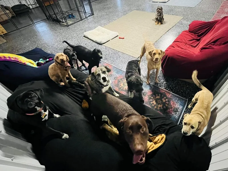 A cozy pile of dogs resting together indoors on soft bedding at Waggin' Tails