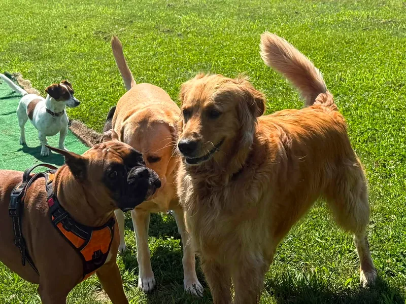 A group of golden retrievers playing together on the turf at Waggin' Tails
