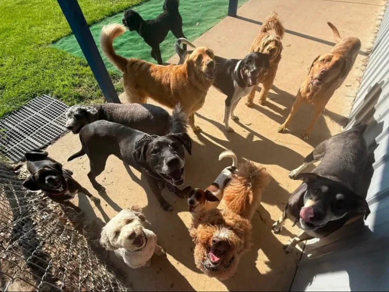 A cheerful group of dogs gathering at the play-yard gate at Waggin' Tails