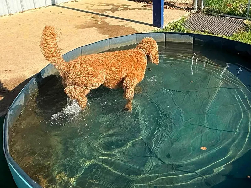 A golden retriever splashing in the big blue pool in the Waggin' Tails play yard