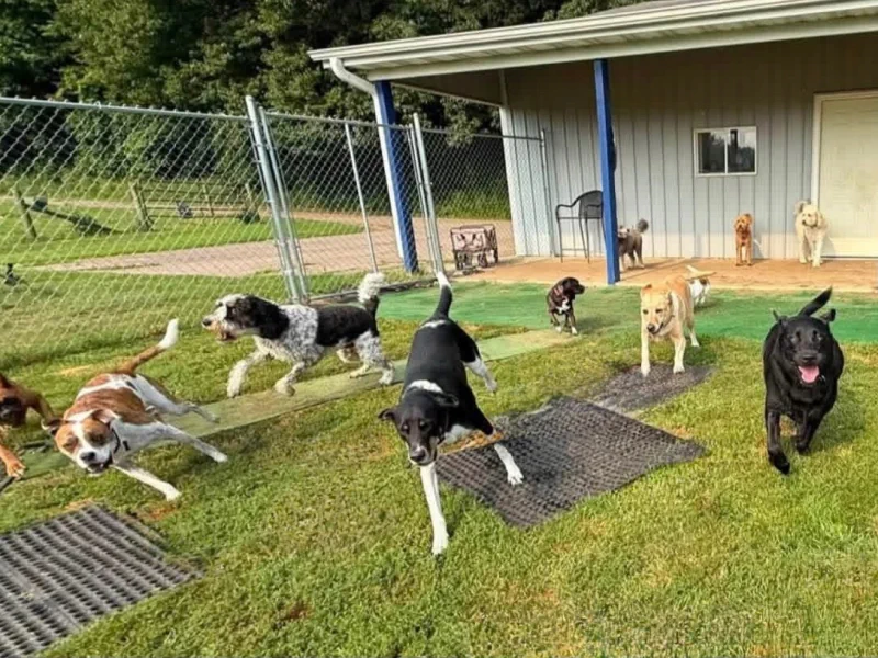 Dogs running together across the sunny Waggin' Tails play yard