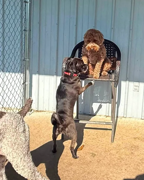 Dogs gathered at the gate greeting a new arrival at Waggin' Tails