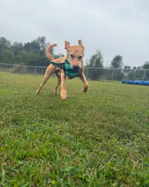 A tan dog leaping through the air with a green ball