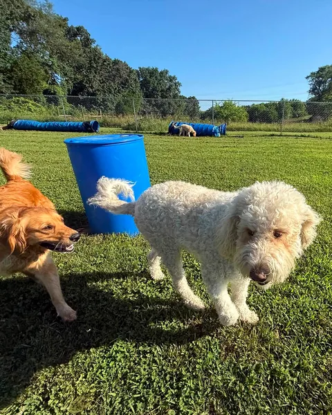 A golden retriever and a fluffy white dog trotting toward the camera together