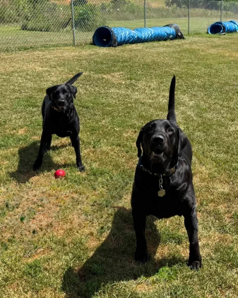 Two black labs waiting eagerly beside a red ball in the grass