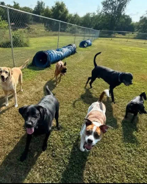 A mixed group of playful dogs approaching across the grass