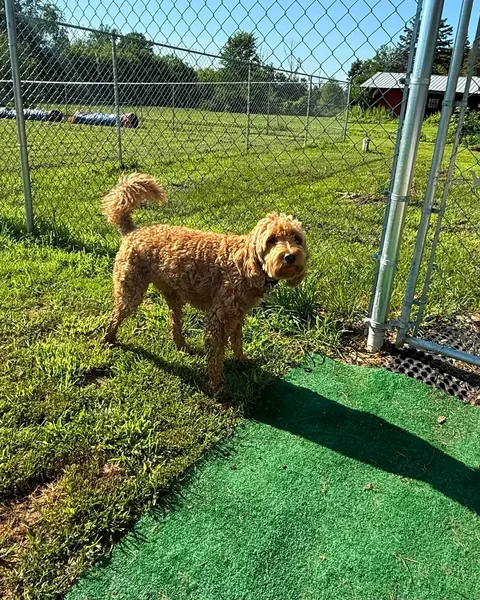 A tall doodle walking along the fence line in the sunshine