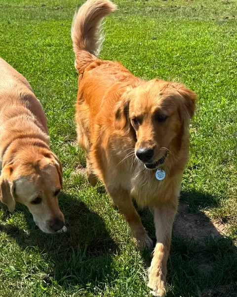 Two dogs strolling side by side across the yard