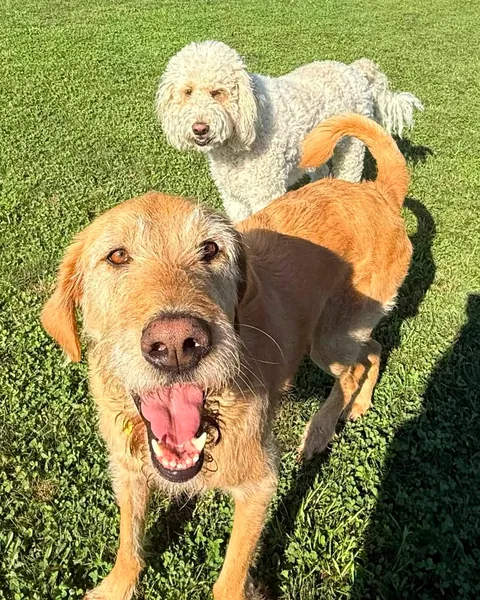 A grinning wirehaired dog close to the camera with a cream doodle friend behind