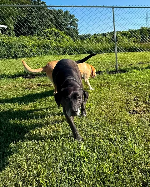 A black lab bounding through the grass toward the camera