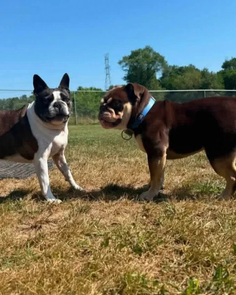 Two Boston terriers standing nose to nose in the grass