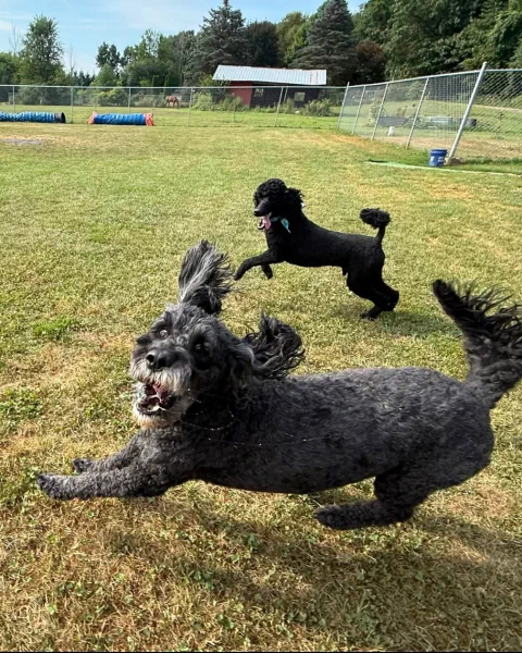 Two black poodles racing across the grass together