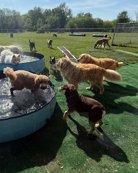 Dogs gathering around two blue splash pools in the sunny play yard