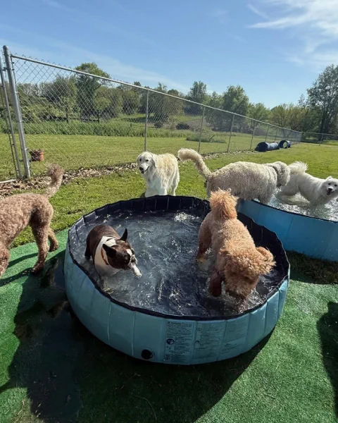 Dogs splashing and gathering around the blue pools on a summer day