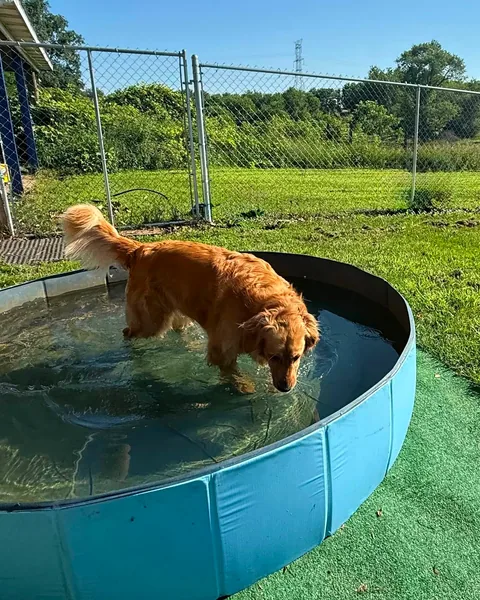 A golden retriever climbing into the big splash pool