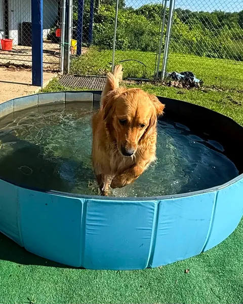 A golden retriever cooling off in the blue pool on a sunny day