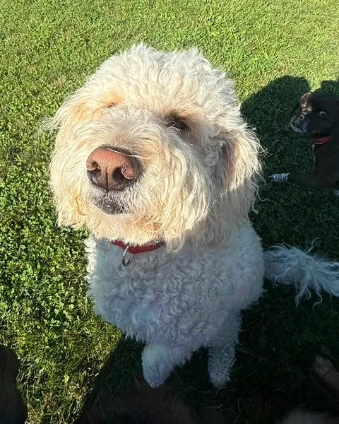 A fluffy white doodle looking up at the camera from the grass