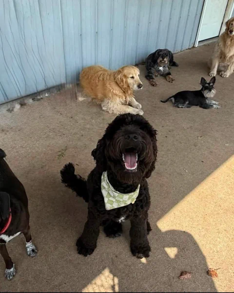A group of dogs looking up together beside the play-yard building