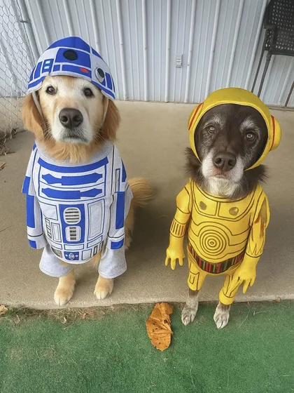 A golden and a spaniel imagined as two famous droids