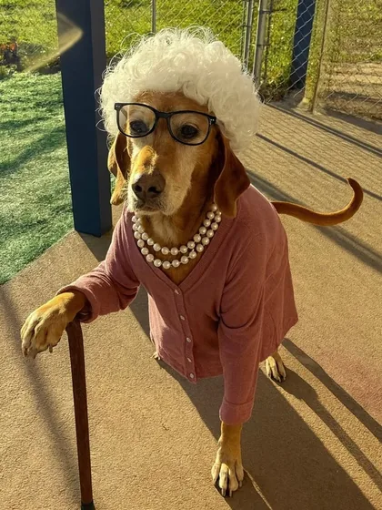 A golden imagined as a grandma with wig, pearls, glasses, and cane