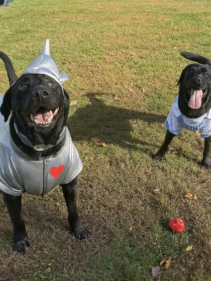 Two black labs imagined as the Tin Man and Dorothy for Howl-aween