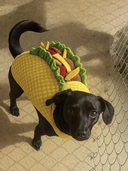 A little black dog imagined in a walking taco costume